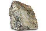 Petrified Wood Section with Sparkling Quartz - Arizona #305435-2